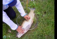 矶竿串钩浮钓草鱼饵料技巧