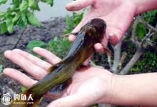 钓友分享黄颡鱼的野钓钓法大全