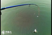 高手分享拖钓鲫鱼的系列技巧