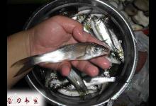 海竿底钓鲴鱼的钓组制作与使用