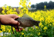 春季库钓鲫鱼的战术技巧应用