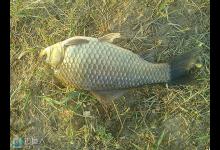 钓友分享冬钓大鲫鱼的饵料与钓法