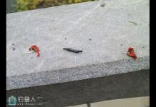 冬末春初的提逗、拉鲫鱼技巧