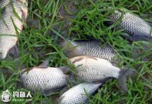 春季水库鲫鱼的习性与垂钓技巧