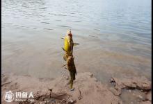 江河水库垂钓黄颡鱼的经验技巧分享