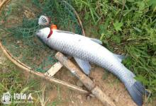 钓青鱼的五个实用经验技巧