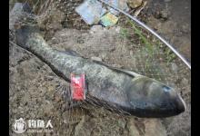 手竿钓鲢鳙的饵料搭配及垂钓方法