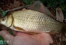 高手分享垂钓鲫鱼的四大技巧