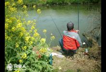 三春钓鲫鱼的心得体会（孟春、仲春、季春）
