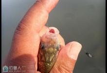 黑坑速钓鲫鱼空接、飞抄钓鱼技巧