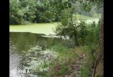 夏季野钓鲫鱼的三要素（时机、钓点、钓饵）