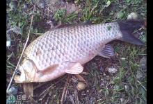 改进台钓用于野钓水域钓鲫鲤草鱼技巧