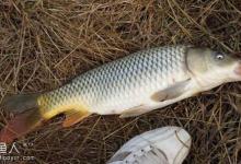 冬钓鲤鱼的三大实用妙招