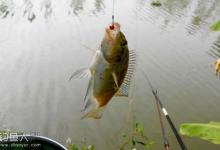 南方冬钓罗非鱼的饵料与钓技钓法