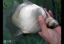 三种野钓鳊鱼的钓鱼方法和技巧