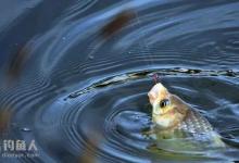 滑口大鲫鱼的实战垂钓要领分享