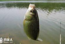 野钓鲫鱼的全方位战略技巧方法