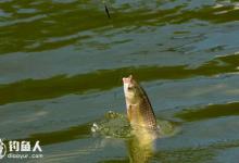 浅谈草鱼的六种垂钓技法