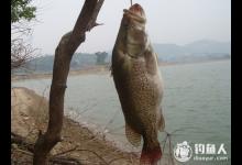 怎样钓桂鱼之鳜鱼的四种钓法