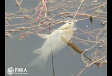 野生鲫鱼的垂钓技法与线组的配备