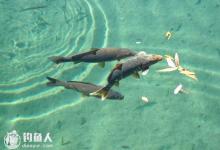 夏末秋初早中晚钓草鱼的技巧