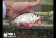 夏钓鲫鱼的六个实用技巧