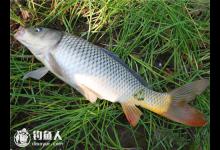 春季手竿钓鲤鱼的四个技巧