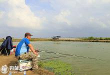 实战心得之夏季黑坑钓鲤鱼偷驴攻略