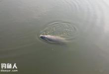 初春坑塘钓青鱼技巧（钓位、饵料、装备）