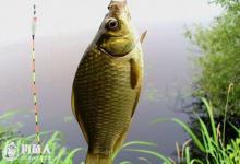 钓鲫鱼的经典口诀，非常受用