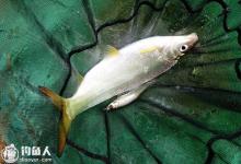 夏钓黄尾鲴的五个实用技巧