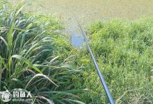 浅析钓鲫鱼的草洞选择之见解