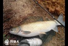 浅谈池塘避喧闹钓草鱼的方法