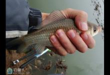 春钓鲫鱼的一些经验与体会技巧