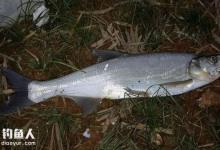 翘嘴的垂钓技法及钓组、用饵配置技巧