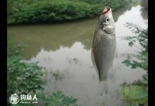 三春时段钓鲫各不同（早春、仲春、暮春）