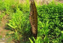 钓黑鱼三种手竿垂钓方法