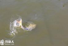 老钓手谈鲤鱼钓组的配置要点