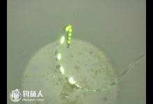 七星漂野钓鲫鱼的三大实用技巧