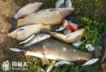 鲤鱼的适钓时间、钓点、鱼饵以及钓法
