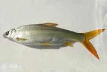 水库夏钓黄尾鲴的钓具选择及垂钓要点