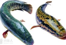 黑鱼的习性、钓点、鱼饵选择及钓法技巧