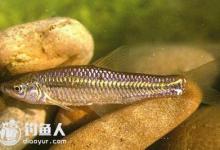 野外钓鱼常见的九种小杂鱼介绍