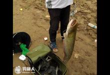 爆炸钩挂白条巧钓鲶鱼技巧