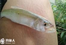 水库钓白条的五个实用技巧