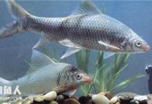 鲮鱼的奇特钓具制作和钓法的图示