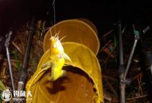 夏钓黄颡、鲶鱼的选时选点及用饵技巧