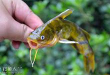 黄颡鱼的垂钓技法与心得介绍