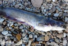 夏钓鲶鱼的选时选位与钓法的注意