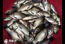 野钓鲫鱼的饵料配制及使用技巧